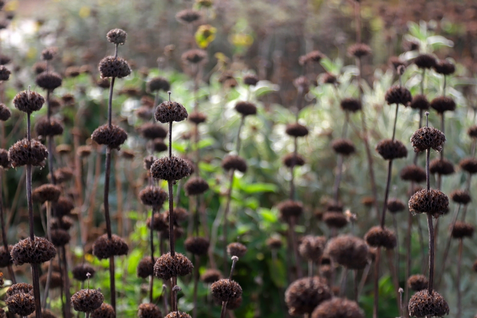 Winterbeeld <i>Phlomis</i>