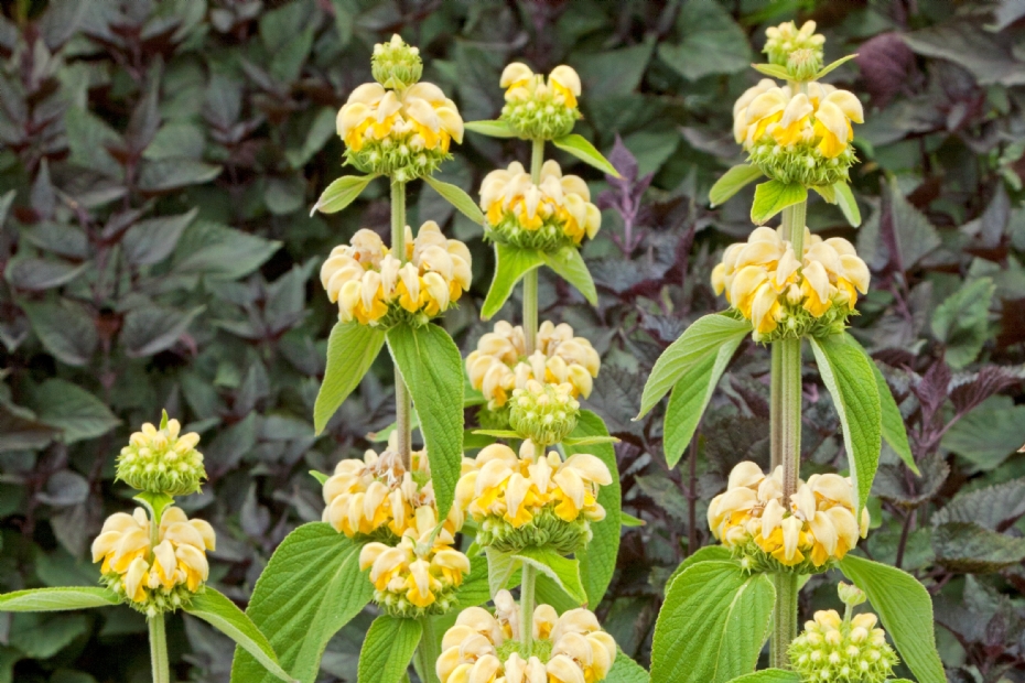 <i>Phlomis russeliana</i>
