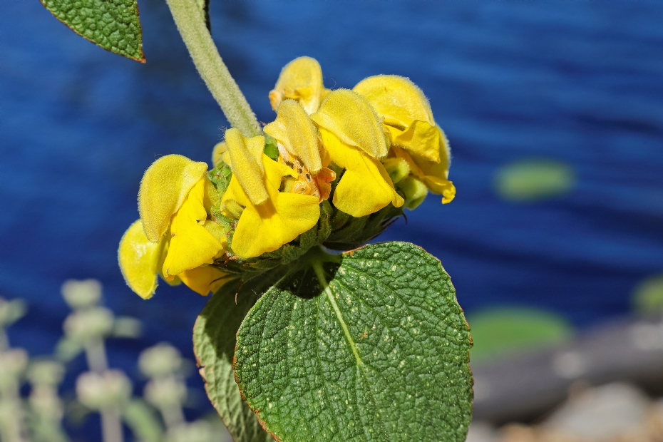 <i>Phlomis</i> Edward Bowles