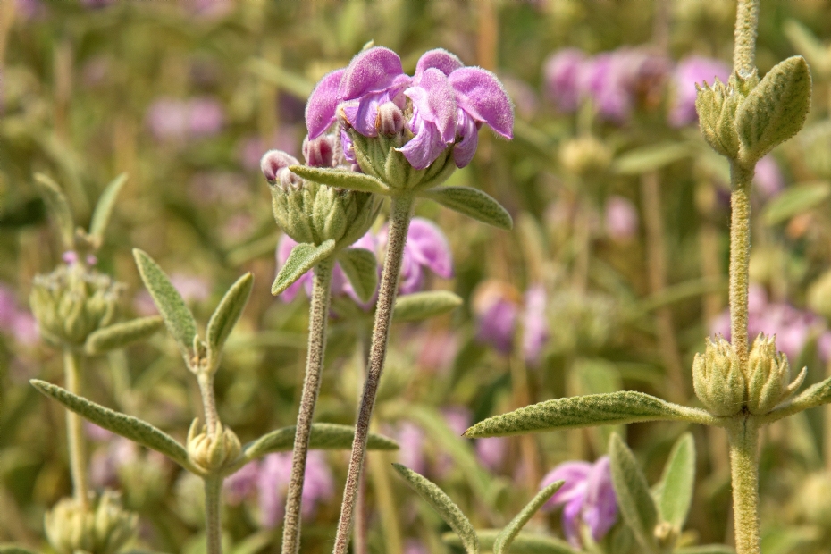 <i>Phlomis italica</i> <i>Phlomis italica</i>