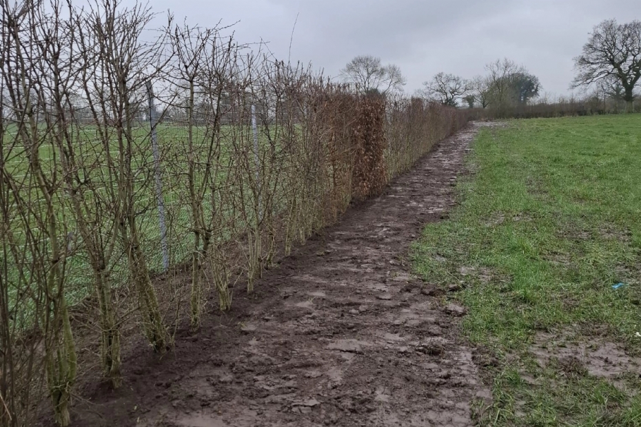 Bij een project in Engeland werden verschillende haagelementen geplant die direct een gesloten haagbeeld geven
