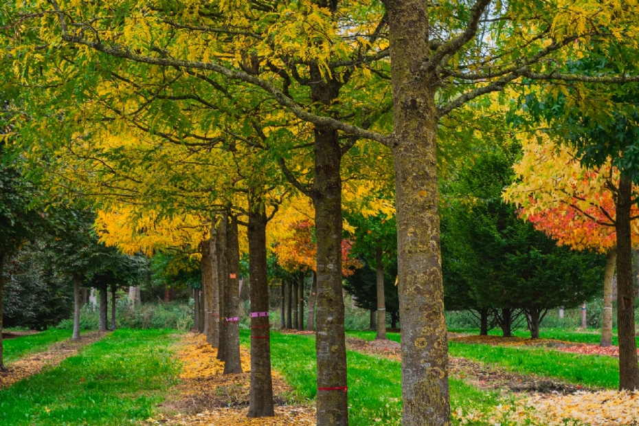 <i>Gleditsia triacanthos</i>