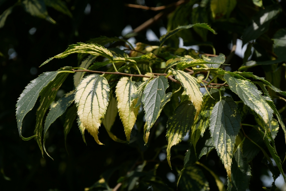 <i>Celtis australis</i> <i>Celtis australis</i>