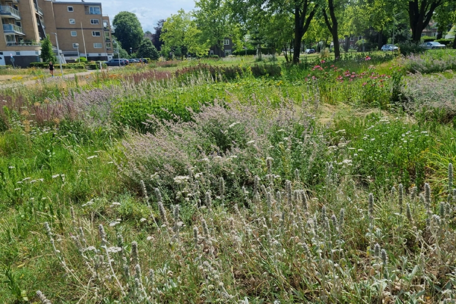 Biodiversiteit in een wilde tuin, Kopsehof Nijmegen (Beeld: NWST)