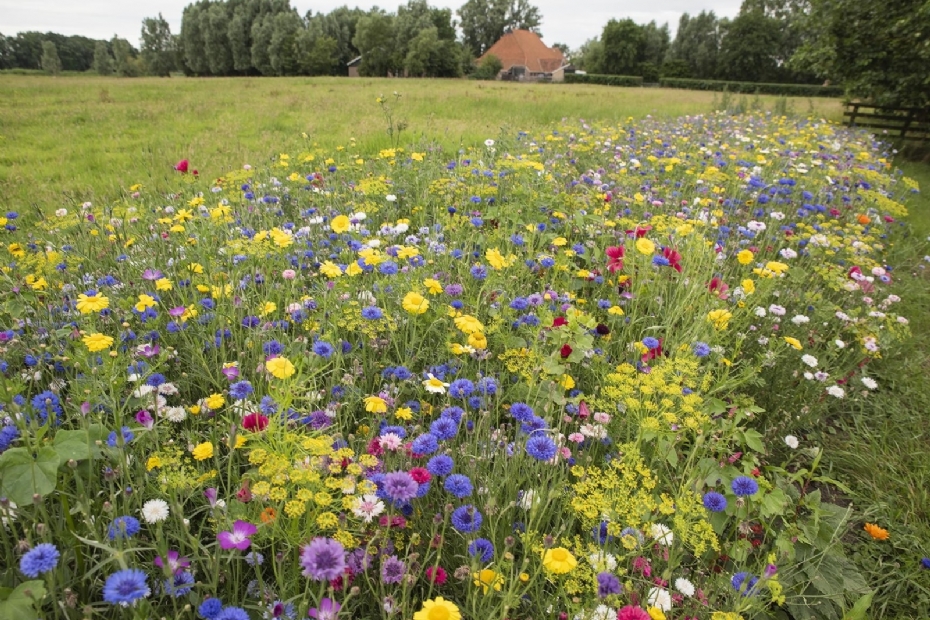 Beeld biodiversiteit ter illustratie en via Deltaplan Biodiversiteitsherstel