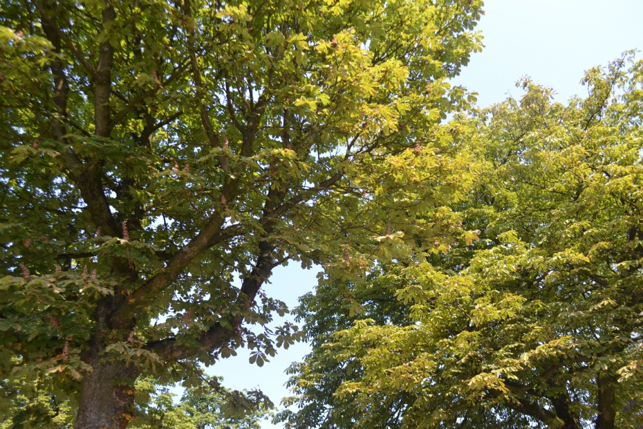 Bomen hebben het zwaar (archiefbeeld NWST)