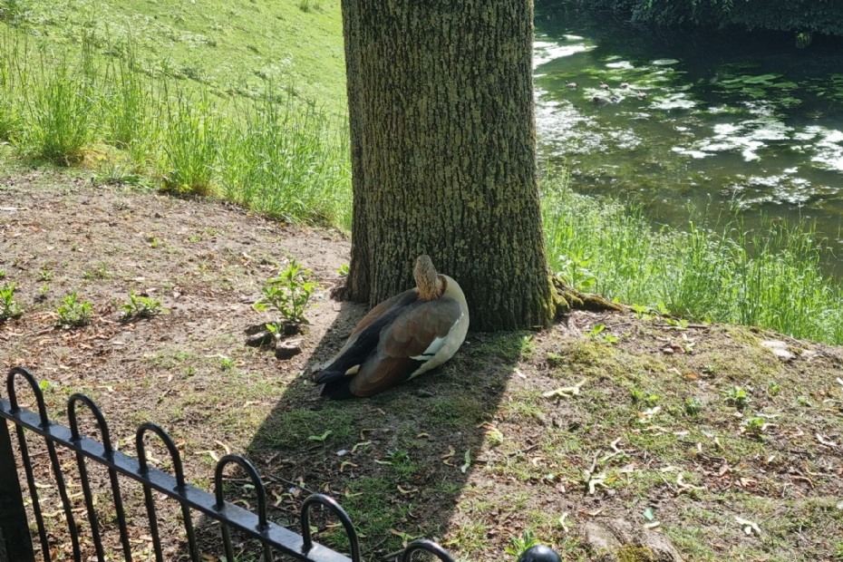 Beeld NWST ter illustratie: een eend zoekt verkoeling in een streepje schaduw in het Kronenburgerpark te Nijmegen