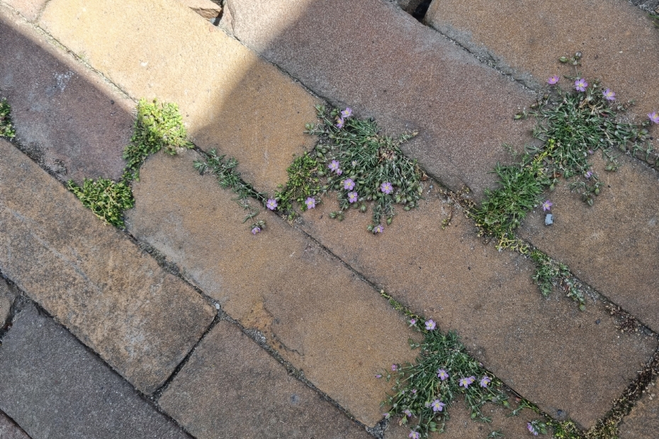 Beeld NWST ter illustratie: bijzondere vegetatie zoals de Rode schijnspurrie (Spergularia rubra) krijgt kans te groeien doordat de veegmachine er niet bij komt (Waalkade, Nijmegen)