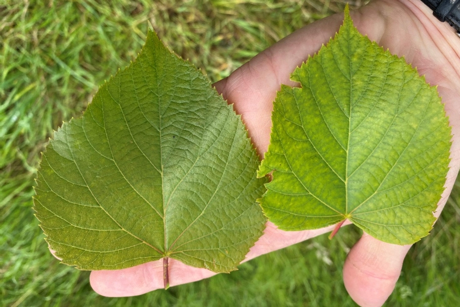 Blad van een boom zonder (l) en met gebruik van AquaPower