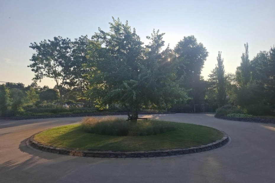 Ulmus Laevis op de rotonde 