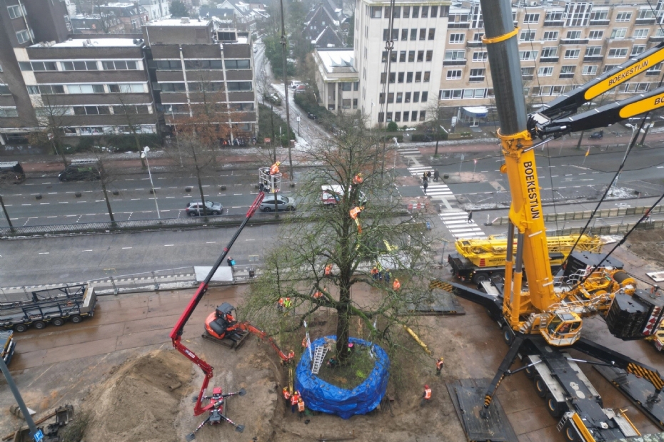 Boomspecialisme is ��n van de vier disciplines waarin Hoefakker actief is. Hier: verplanting van een boom in Amersfoort. Foto: Hoefakker/Aneo Koning