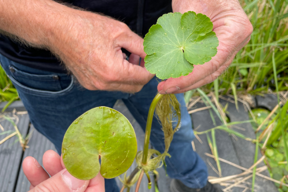De verschillen tussen grote waternavel en kikkerbeet zijn goed zichtbaar aan de vorm van het blad