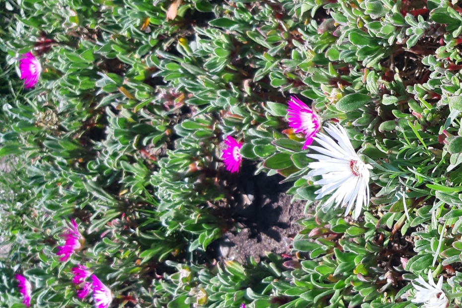 Soorten die laag blijven zijn geschikt voor Happy Lawn