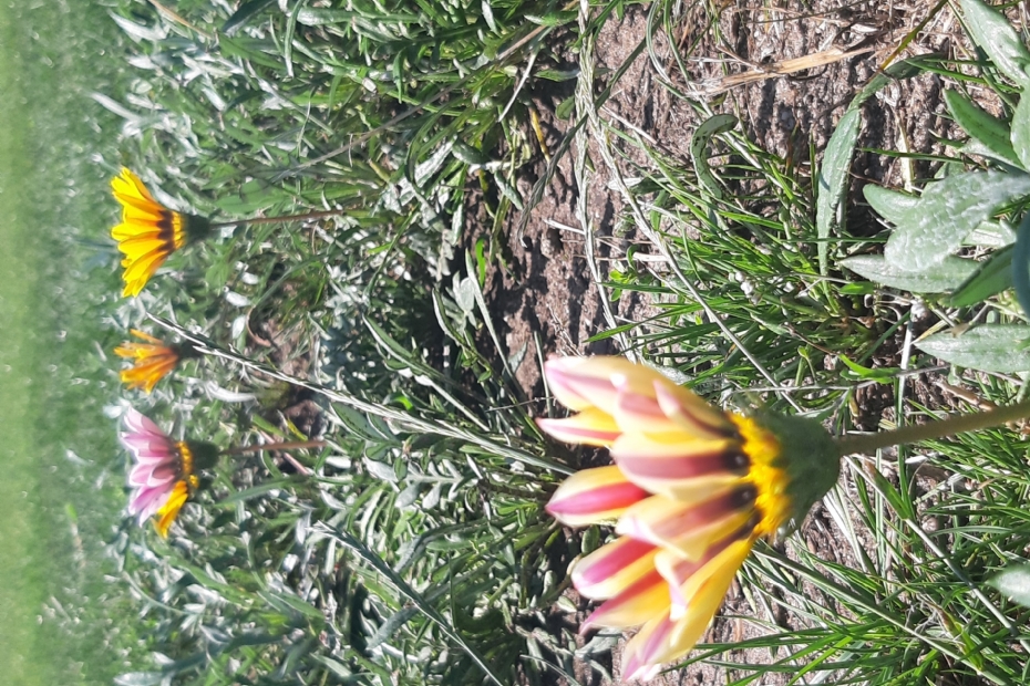 Soorten die hoog blijven, zijn ongeschikt voor Happy Lawn Soorten die hoog blijven, zijn ongeschikt voor Happy Lawn