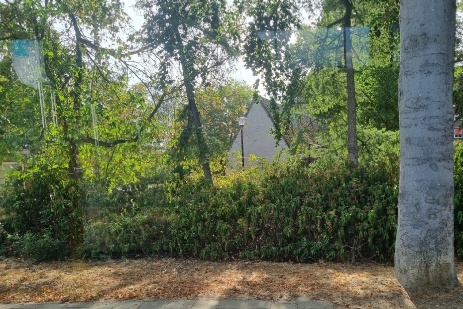 De Rhododendrons staan er met 37 graden Celsius verdroogd bij op de universiteitscampus in Nijmegen (Beeld NWST ter illustratie)